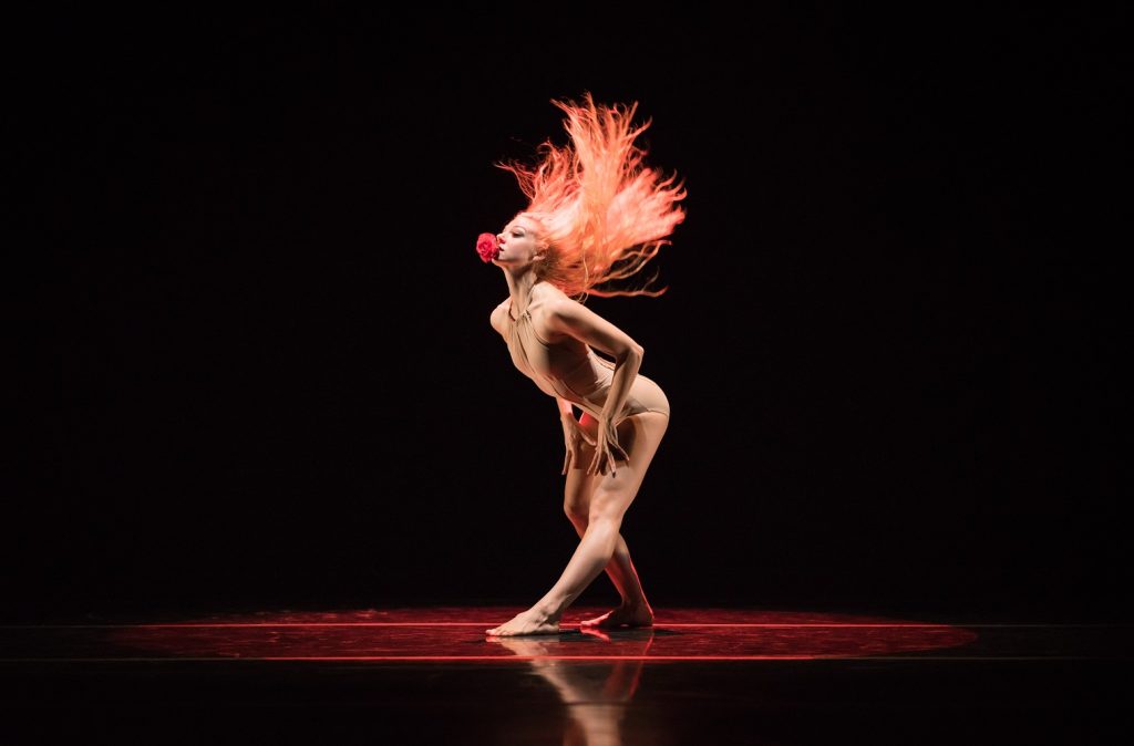 Smuin dancer Erica Felsch as "The Rose" in Annabelle Lopez Ochoa's "Requiem for a Rose", which enjoyed its West Coast premiere with Smuin in fall 2017. (Photo credit: Keith Sutter)